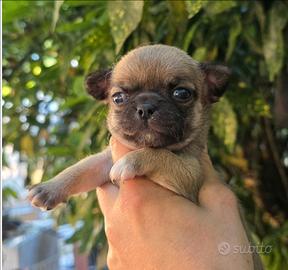 Cucciola chihuahua