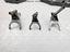 Immagine 9