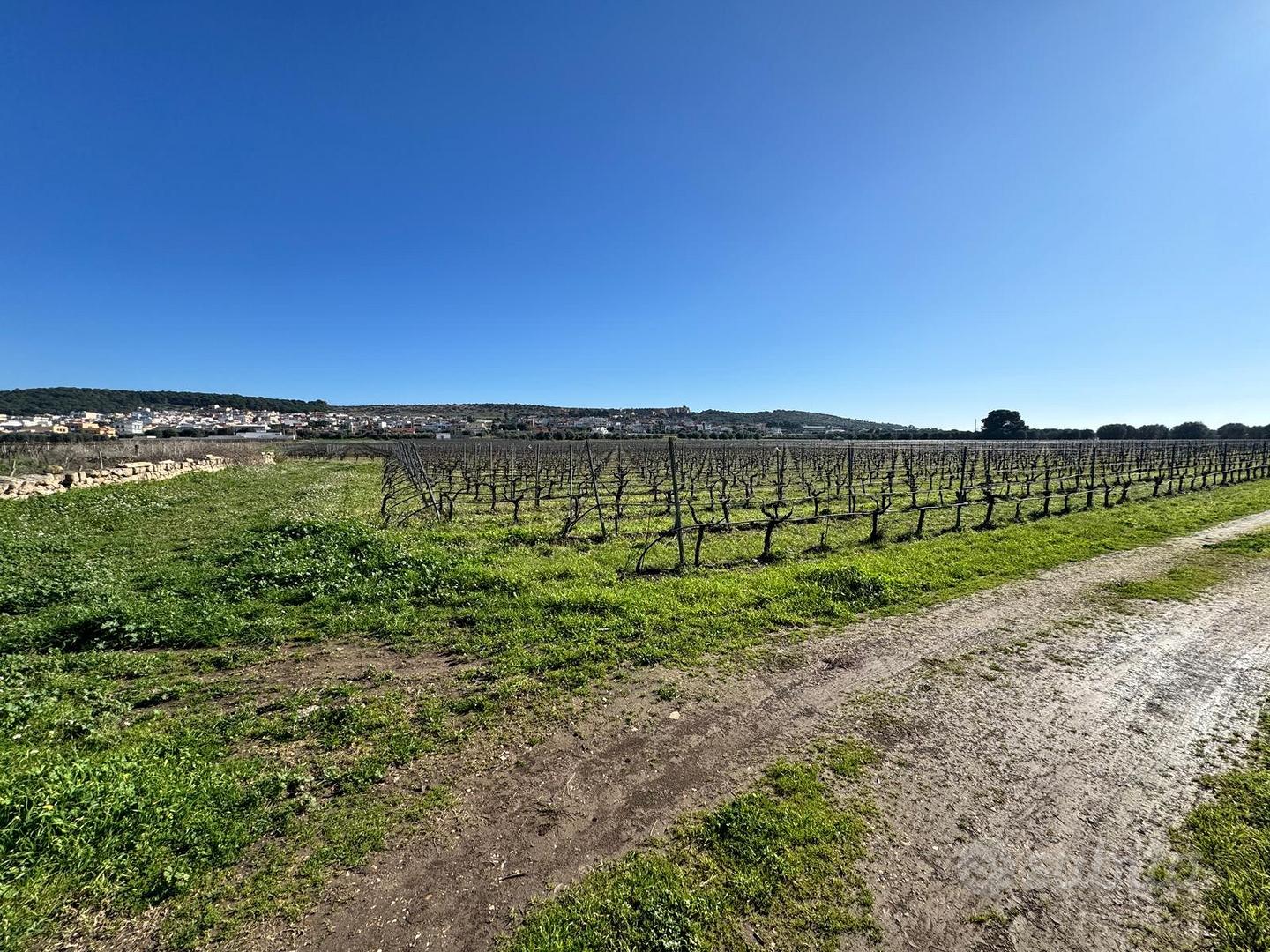 Faggiano terreno agricolo di circa 12 ettari - Vista 2