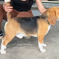 Beagle maschio per accoppiamenti
