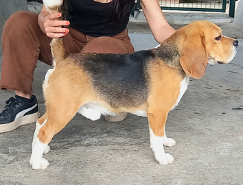Beagle maschio per accoppiamenti