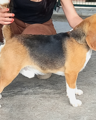 Beagle maschio per accoppiamenti