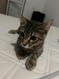Gatto in omaggio