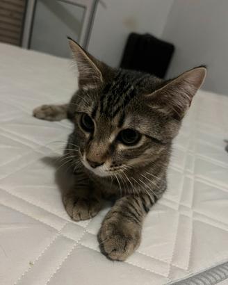 Gatto in omaggio