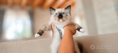 Cucciolo ragdoll seal Mitted pedigree Anfi