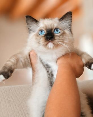 Cucciolo ragdoll seal Mitted pedigree Anfi