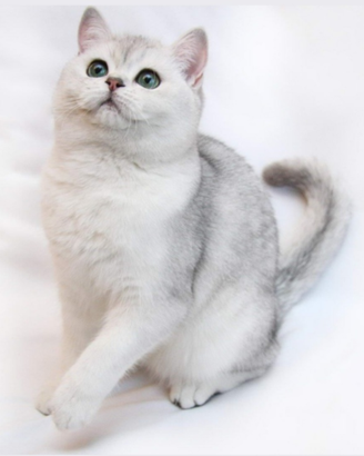 Per accopiamento gatto british
