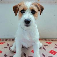 Disponibile jack Russell terrier per monte