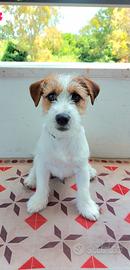 Disponibile jack Russell terrier per monte