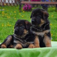 Cuccioli di Pastore Tedesco Pelo Lungo e Corto