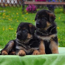 Cuccioli di Pastore Tedesco Pelo Lungo e Corto