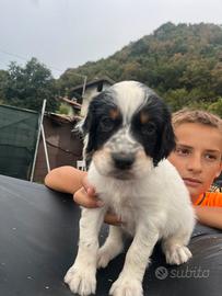 Cuccioli di setter inglese