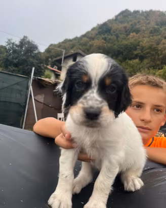 Cuccioli di setter inglese