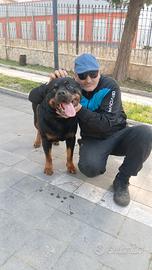 Rottweiler