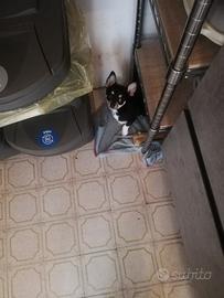 Cucciolo chihuahua