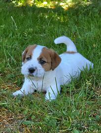 Maschio jack Russell terrier