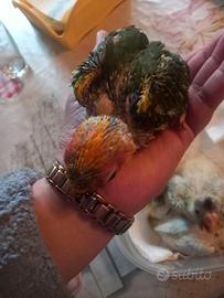 Pappagalli allevati a mano