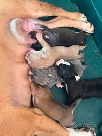 Amstaff con pedigree e microchip