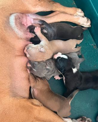 Amstaff con pedigree e microchip