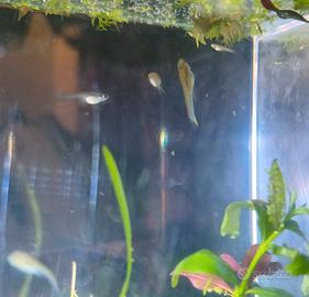 Piccoli Endler / Guppy da regalare