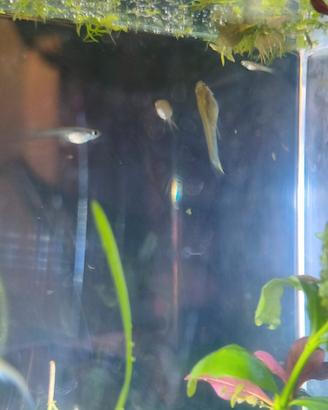 Piccoli Endler / Guppy da regalare