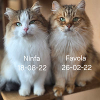 Gatti siberiani ipoallergenici