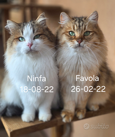 Gatti siberiani ipoallergenici