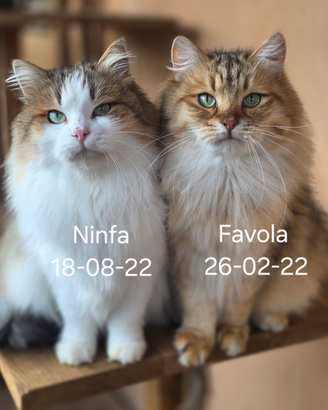 Gatti siberiani ipoallergenici