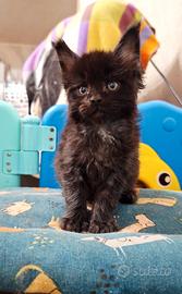 Cuccioli Maine Coon Pedigree