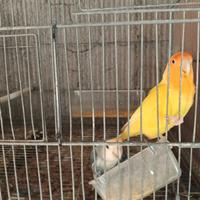 Coppia inseparabili