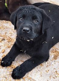 Labrador puppy