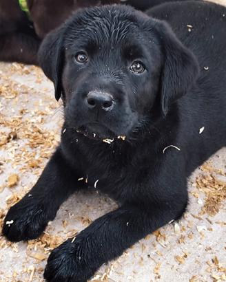 Labrador puppy