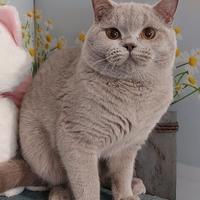 British Shorthair lilac