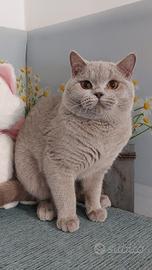British Shorthair lilac