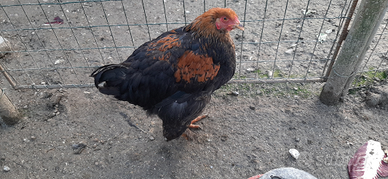 Giovane gallo BRAHMA