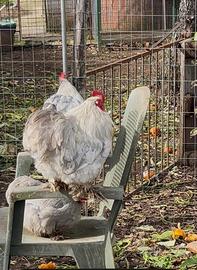 Gallo Concincina nana grigio perla