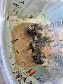 Scalari 2/3 cm zona Certosa Milano ultimi 10