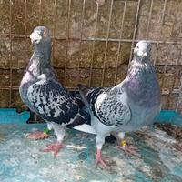 Colombi viaggiatori federazione italiana colombof