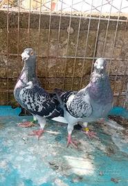 Colombi viaggiatori federazione italiana colombof