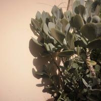 Pianta Grassa Crassula Arborescens