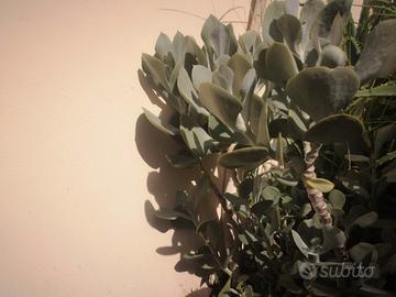 Pianta Grassa Crassula Arborescens