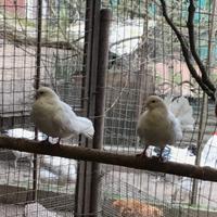 Piccione Pavoncello C.E.R.C.O