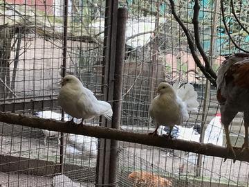 Piccione Pavoncello C.E.R.C.O