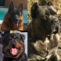 Pastore tedesco cane corso rottweiler cuccioli