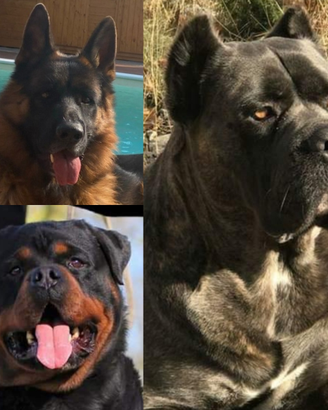 Pastore tedesco cane corso rottweiler cuccioli