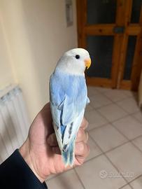 Inseparabile allevato a mano