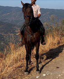 Stallone Sanfratellano