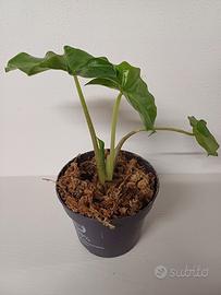 Alocasia Portodora 