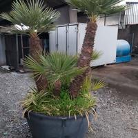 albero alto 2 metri