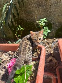 Cucciola di bengala femmina genitori visibili